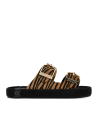 Sydney Zebra